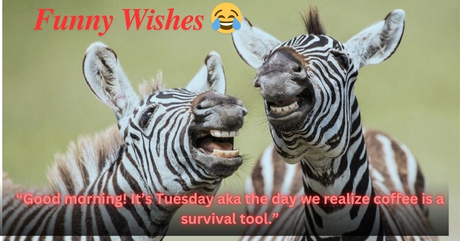 Funny Good Morning Happy Tuesday Messages 😂