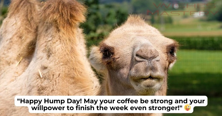 😂 Happy Hump Day Funny Messages